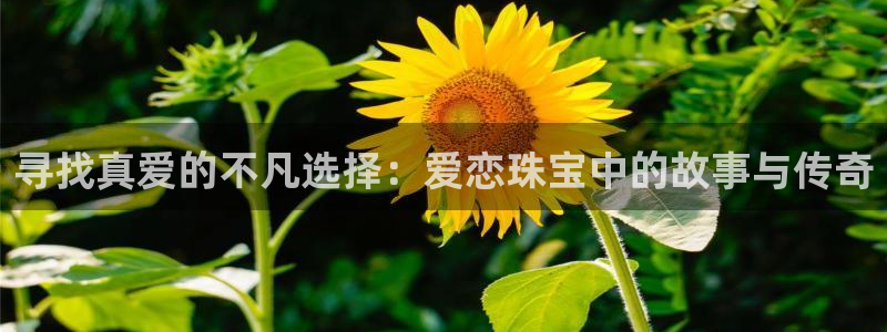 新航娱乐传媒怎么样