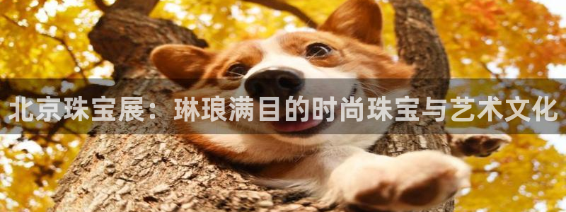 新航娱乐传媒怎么样啊