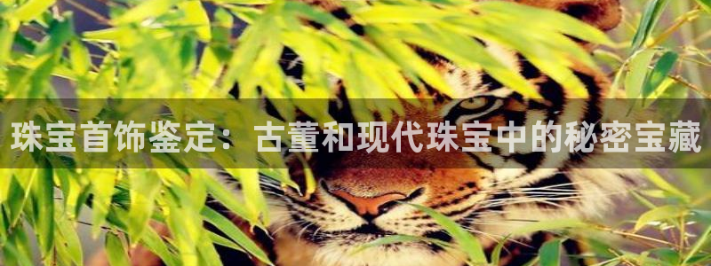 新航娱乐主管是谁