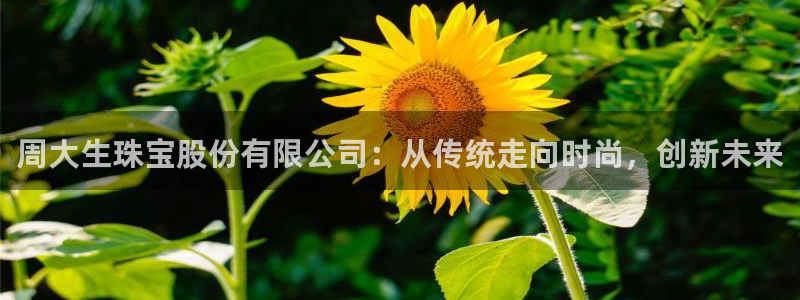 新航娱乐公司怎么样