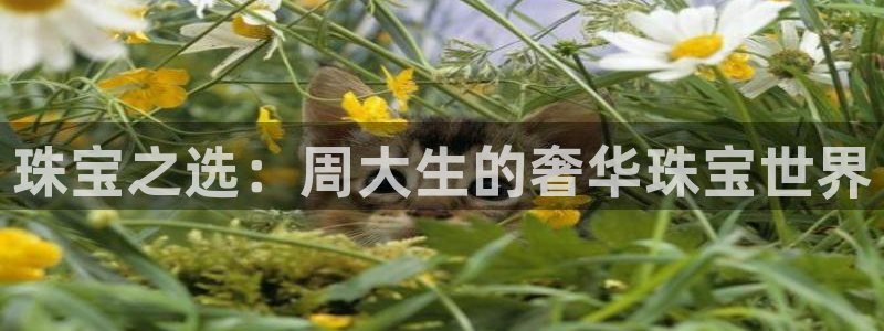 新航娱乐公司艺人
