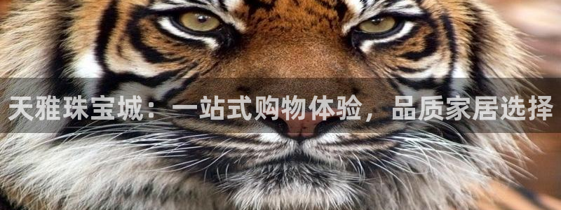 新航娱乐公司地址