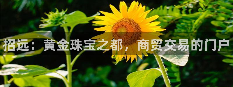 新航娱乐平台登录入口