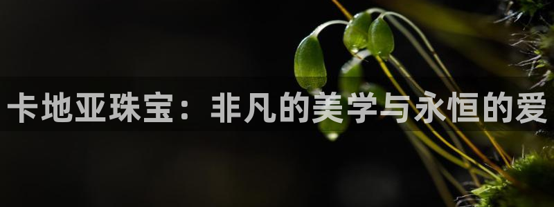 新航娱乐主管：卡地亚珠宝：非凡的美学与永恒的爱