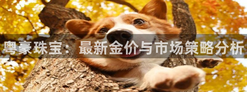 新航娱乐官网登录入口：粤豪珠宝：最新金价与市场策略分析